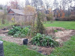 my fall vegetable garden