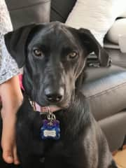 Is a mixed bardino and black lab she can be protective she is a resccue and has come along way she enjoys walks and sometimes suffers from anxiety with persistent encouragement she behaves well.