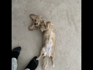 Waiting on all the belly rubs