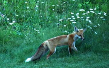 Yard wildlife