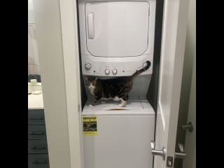 Washer and drier. An example of what I don’t want, please keep the door closed so kitties cant get in:)