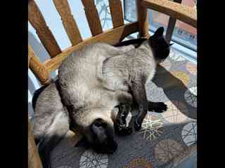 Our chair to sleep during the day