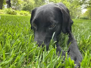 lounging in the grass