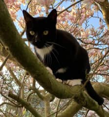 Hanging out on the Magnolia tree in the garden
