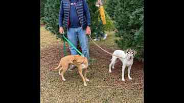 Christmas tree cutting - we take Gus and Allie everywhere!