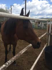 Nanka in the corral