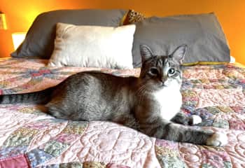 Nitten has 25 claws! She's a polydactyl, with six toes on each foot and an un-toed claw on her front left paw. She's pretty special!