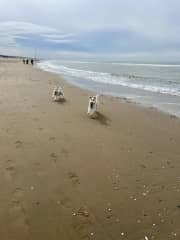 We live 7 kilometres from the nearest beach. They love the beach!