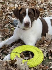 Lucy loves to play catch, still working on handing the frisbee back.  Loves to walk, friendly with the cat.  Thinks she is a lap dog.