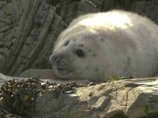 A local resident ! seal pup