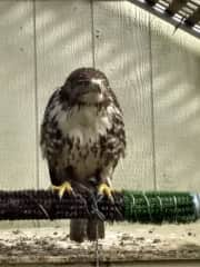 A red-tailed hawk I looked after!