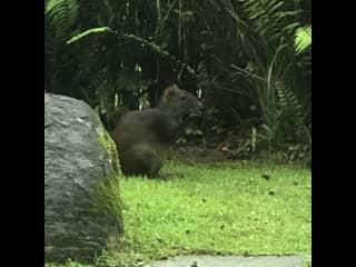 Agouti visitor