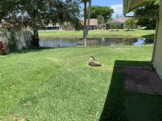 Kira loves sunbaths. Even at the hottest days of the year. She usually flips after 1 hour making sure her whole body gets vitamin D...