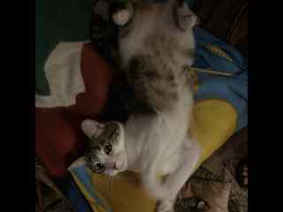 My boyfriend's cat, the come back