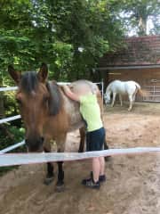 Pony paddock