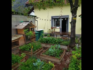 Back garden in the rain