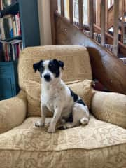 Seamus cheekily sitting on an armchair