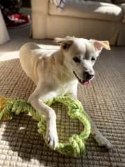 Tug of war is Champ’s game