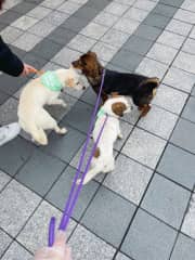 Volunteering at the dog adoption organization(similar to SPCA) in Shanghai. I took care of 2-3 dogs at a time. We took them to the busiest area in Downtown Shanghai to increase the possibilities of them getting adopted. Light trained them too. (Shanghai)