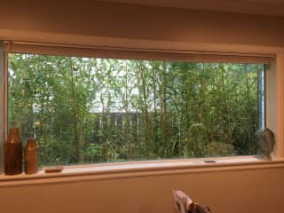 We have a lot of large windows and outdoor bamboo plants.