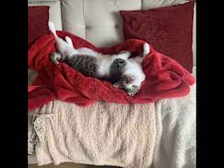 Bo relaxing.
