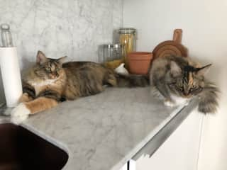 Chili and Rafiki helping with the cooking