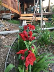 I grew these Hippies from seed, from a plant in my garden