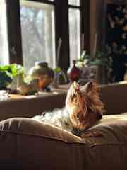 My Toto!