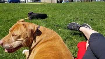 Relaxing in some green space on a walk by Lake Michigan.