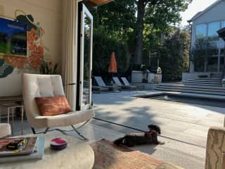 Poppy taking in the scenery.