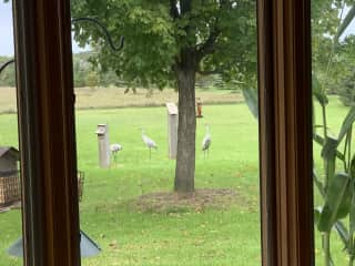 Sandhill crane family from the kitchen table!