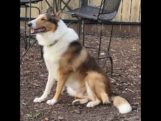 He's a Lassie clone in personality. Very attached and loyal to his pack.