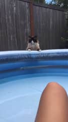 Geoffrey the Ragdoll  checking out the pool