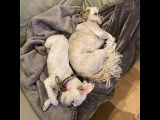 Stewart snuggling with Chokis