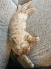 Mo likes to lounge