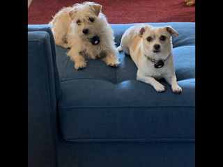 Meet Luna Bug (left) and Lola Beetle (right). We adopted these sisters about two years ago from our local Humane Society. Our neighbor takes care of them when we travel.