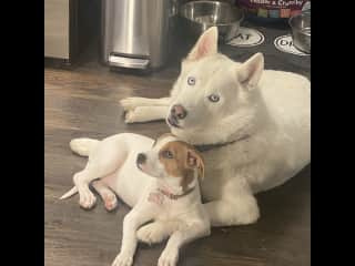 Puppy cuddles.