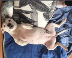 Roxy ready for her belly rubs