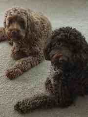 Fred and Barney