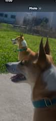 Blue ! A great companion to go on runs with!