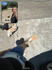 dog walk