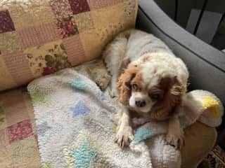 Prim is old and just loves cuddles and small walks