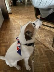 Our most recent sit we took Bob to a coronation do at the Village Hall - impeccably behaved - what a dog!