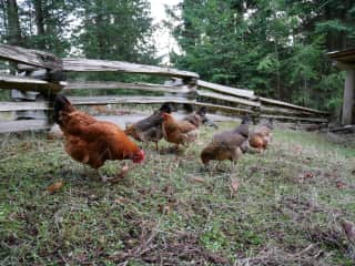 I also love caring for chickens! This is in Canada