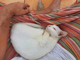 The White Panther from India. She was 1 of the 3 cats who was often with me while I was meditating on my roof.
