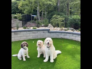 The crew in the backyard.