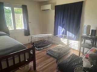 Dogs’ room