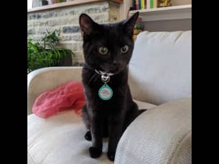 Ziggy is a friendly and sweet black cat. He uses his cat flap easily and likes lap cuddles and strokes. Ziggy can become stressed when we are away and over groom by scratching. He needs lots of cuddles and attention to help him feel safe.
