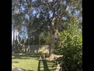backyard  with amazing oak tree