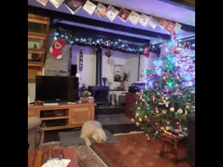 Chester enjoying Christmas in our front room